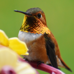 Allen’s Hummingbird