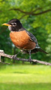 American Robin