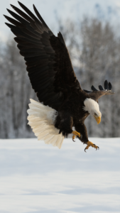 Bald Eagle (5)