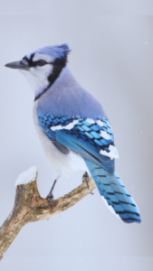 Blue Jay (6)