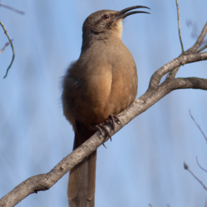 California Thrasher