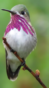 Calliope Hummingbird