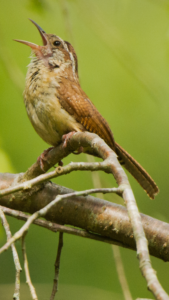 Carolina Wren