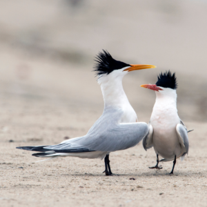 Elegant Tern