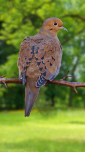 Mourning Dove