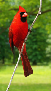 Northern Cardinal