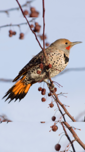 Northern Flicker