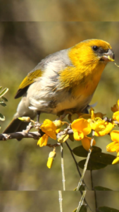 Palila