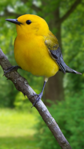 Prothonotary Warbler
