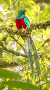 Quetzal