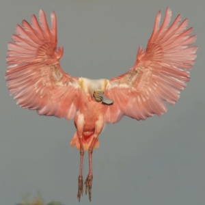 Roseate Spoonbill