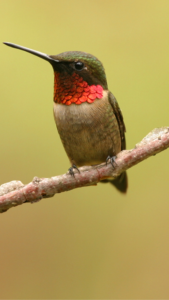 Ruby-throated Hummingbird