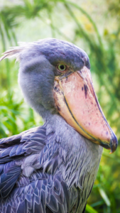 Shoebill Stork