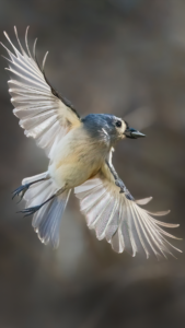 Tufted Titmouse