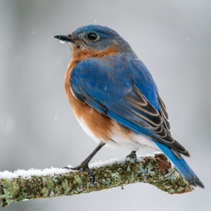 Western Bluebird