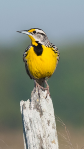 Western Meadowlark (2)