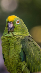 Yellow-Naped Amazon