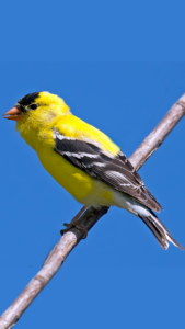 american goldfinch