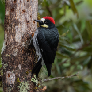 •Acorn Woodpecker