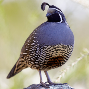 •California Quail