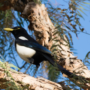 •_Yellow-billed Magpie