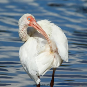 Black and White Square Wedding Logo (52)