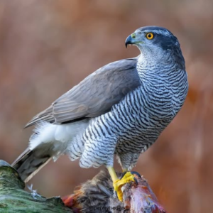 Black and White Square Wedding Logo (79)
