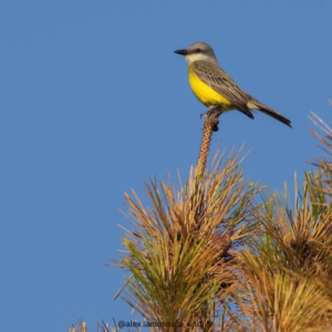 Black and White Square Wedding Logo (39)