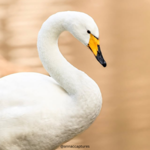 Black and White Square Wedding Logo (47)