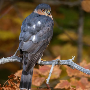 Black and White Square Wedding Logo (52)