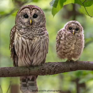 Black and White Square Wedding Logo (61)