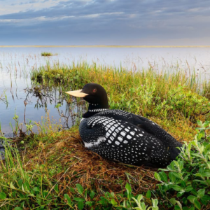 Black and White Square Wedding Logo (79)